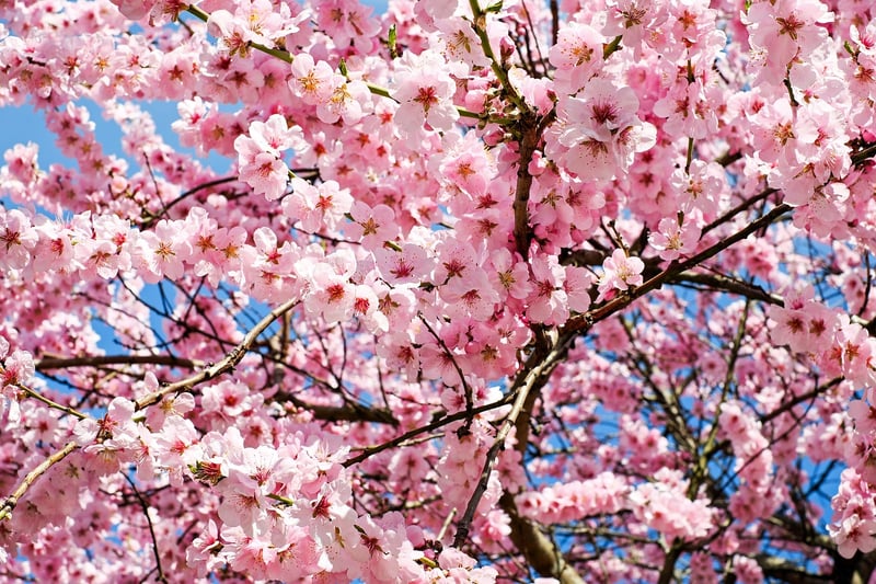 Colorful Blossoms