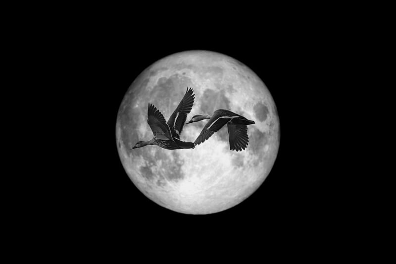 Moonlit Oasis