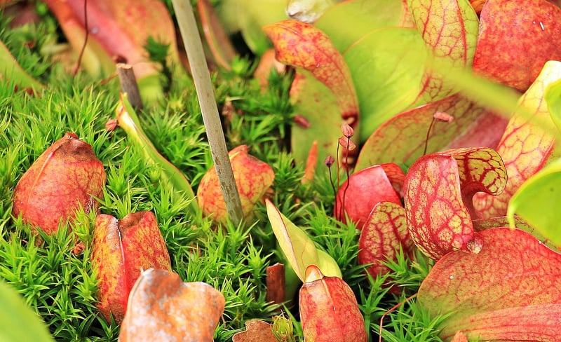 Pitcher Plant