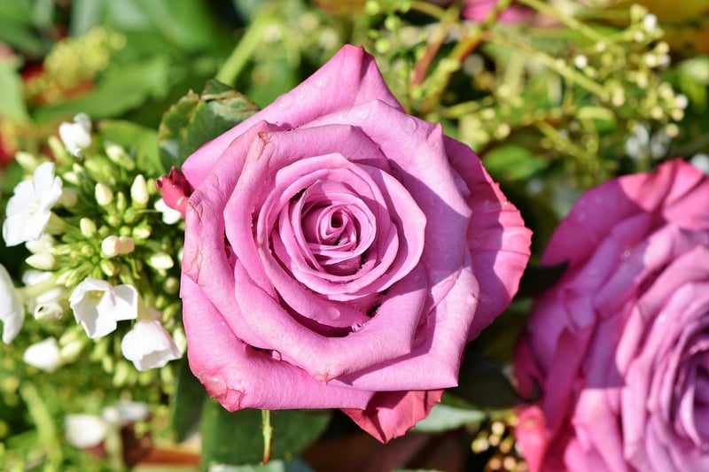 Roses